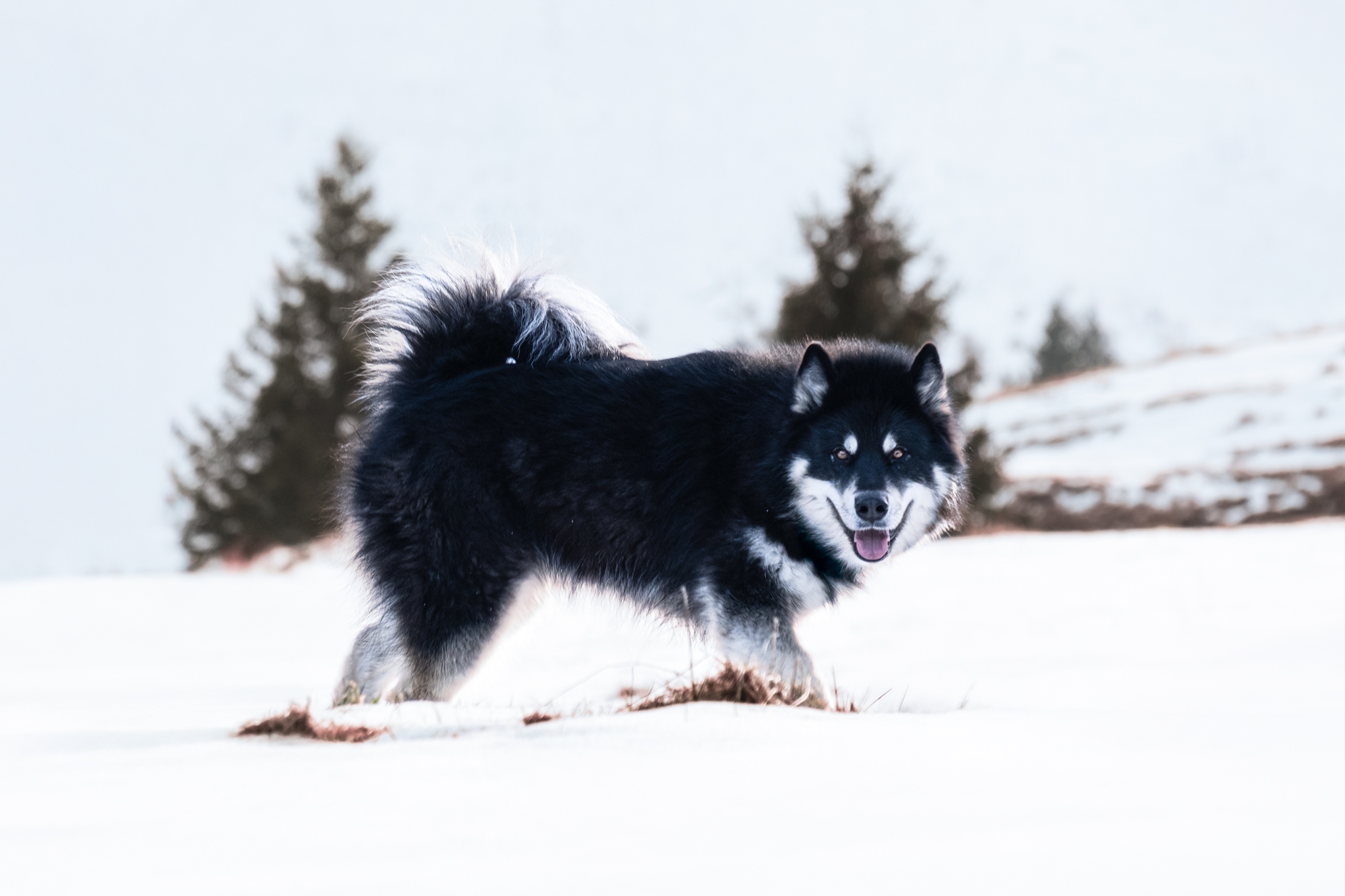 Suki, beau malamute qui marche tranquillement dans la neige lors d'une séance photo en extérieur au mont saxonnex