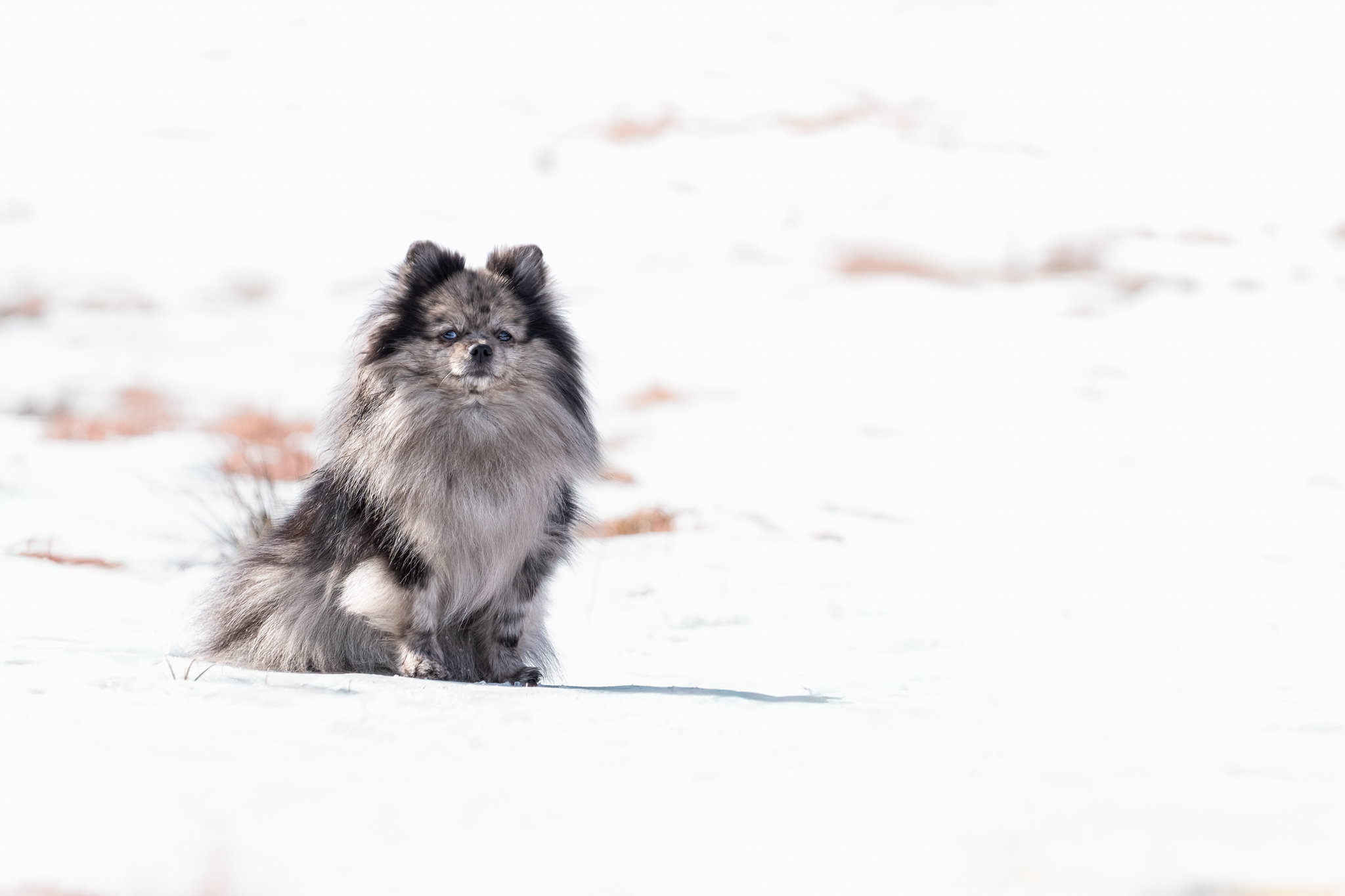 Spitz nain qui est assis dans la neige lors d'une séance photo pour chien dehors en haute savoie