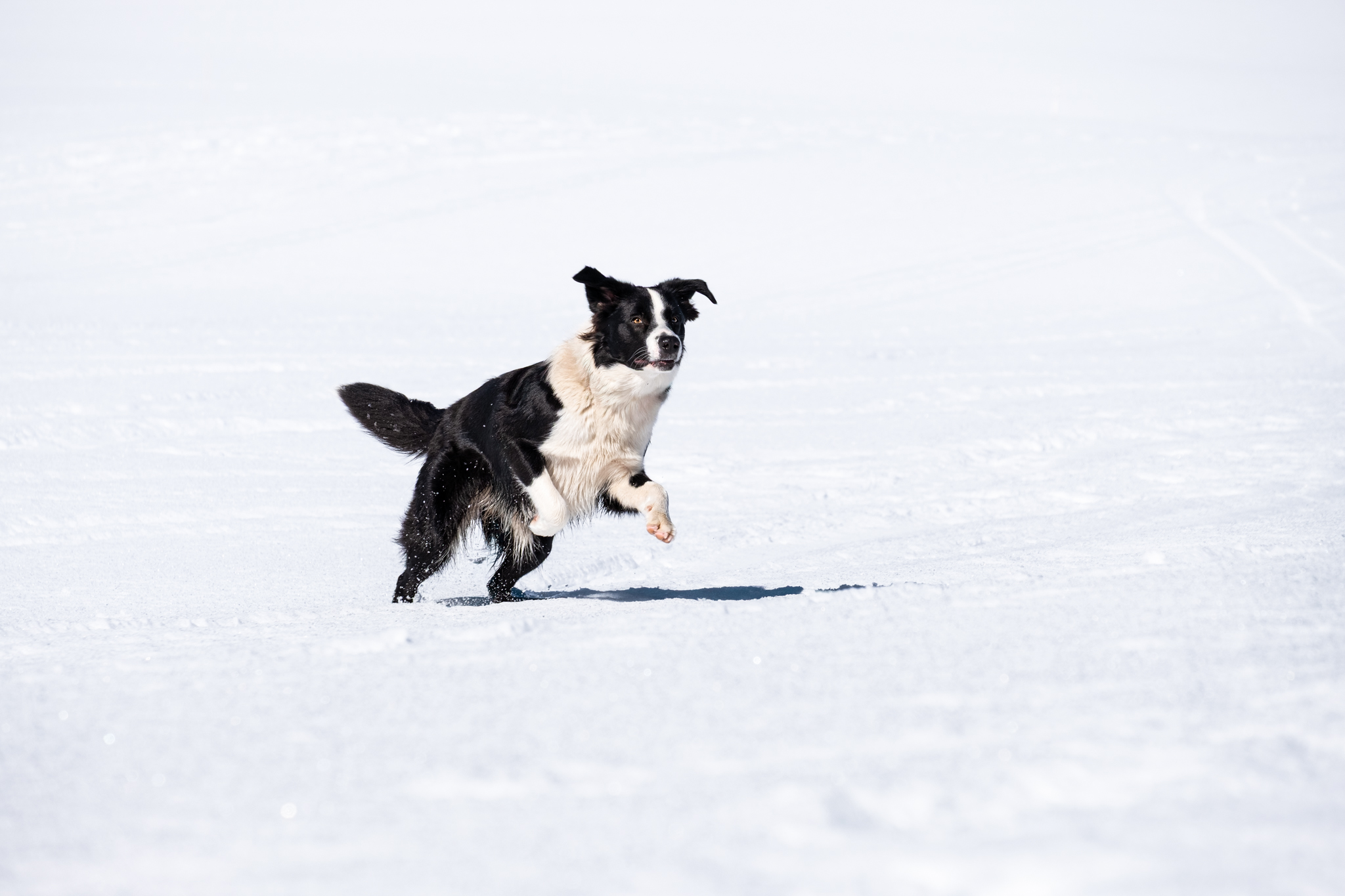 Vallia, un border collie, qui joue à courir dans la neige en haute savoie, lors d'une promenade à bellevaux